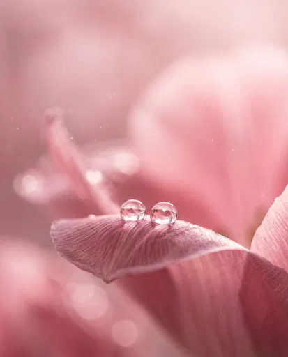 Two Clear Dewdrops on Pink Flower Petal