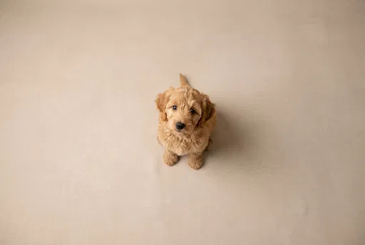 Golden Labradoodle Puppy Looking Up
