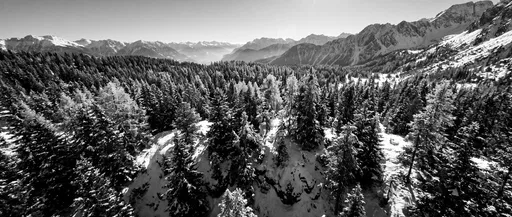 Monochrome Aerial View of Snowy Alpine Forest
