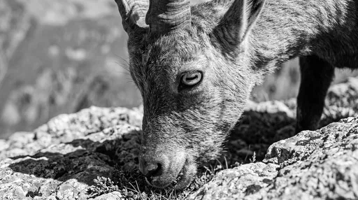 Monochrome Close-Up of Grazing Alpine Goat