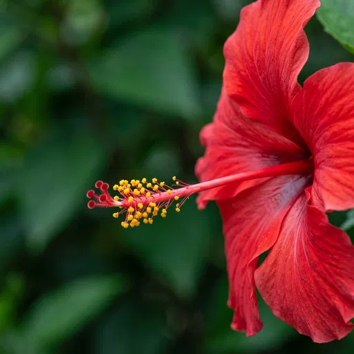 Crimson Hibiscus Flower Close-Up