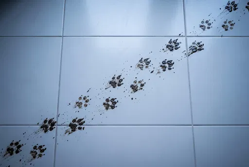 Muddy Paw Prints on White Tile Floor