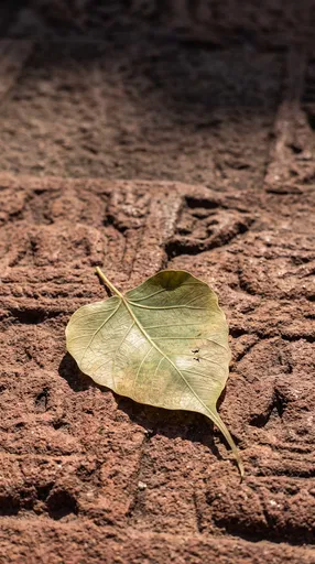Bodhi Leaf on Ancient Red Sandstone