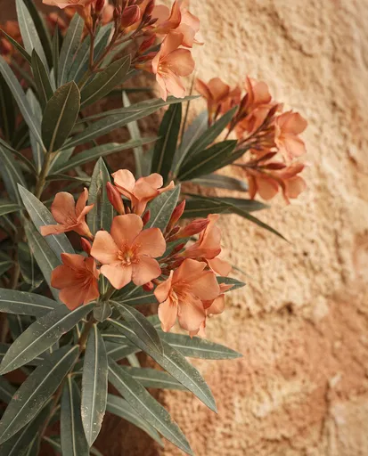 Apricot Oleander Blossoms Against Sandstone Wall