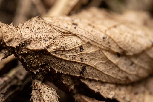 Macro Close-Up of Brown Leaf Insect