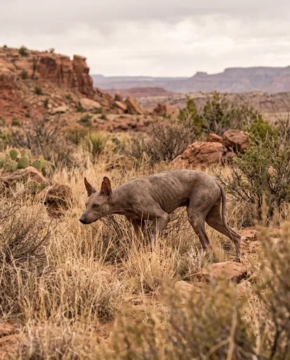 Hairless Canine Creature in Arid Desert
