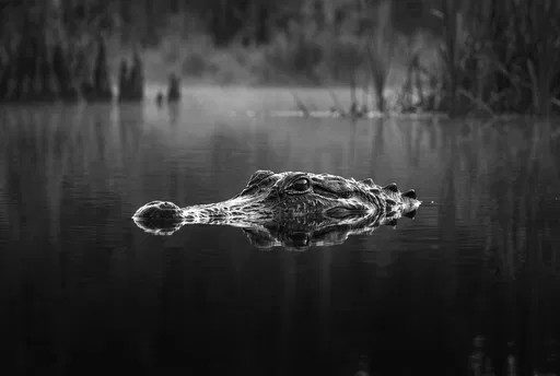 Monochrome Alligator Emerging From Calm Swamp Water