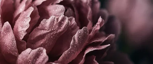 Macro Dusty Pink Peony Petals
