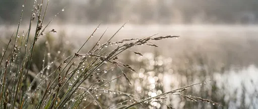 Morning Dew on Lakeside Reeds