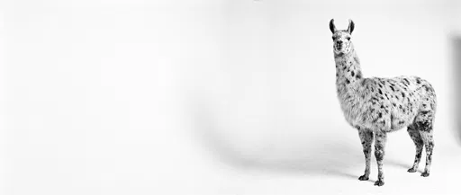 Black and White Spotted Llama Studio Portrait