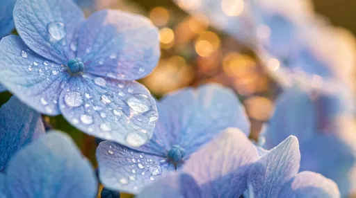 Blue Hydrangea Petals with Morning Dewdrops