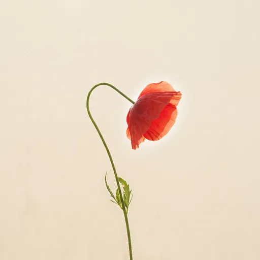 Single Red Poppy With Curved Stem