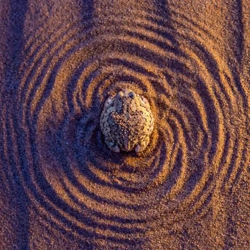 Desert Rain Frog in Concentric Sand Ripples