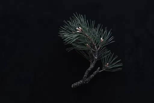 Minimalist Pine Twig on Black Background