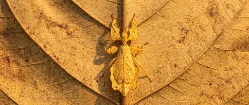 Golden Walking Leaf Insect on Dry Leaf