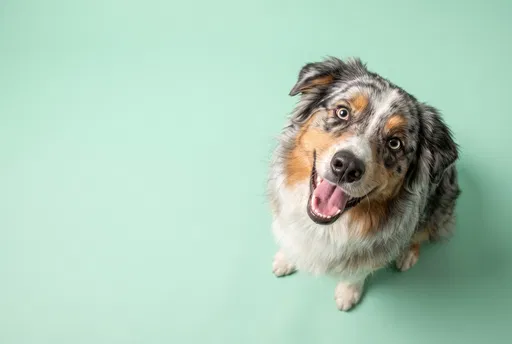 Happy Australian Shepherd on Mint Green