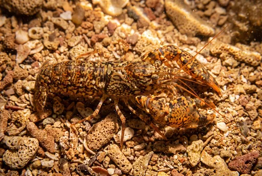 Mottled Brown Crustacean on Coral Gravel