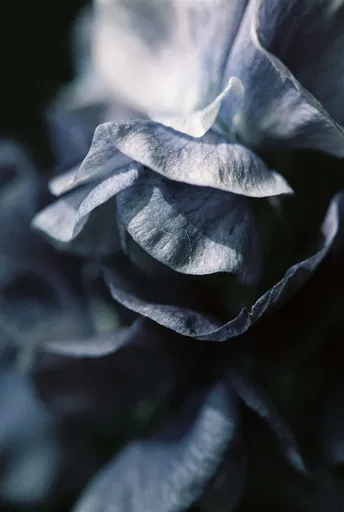 Close-Up of Slate-Blue Petals