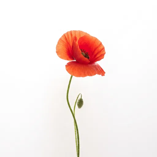 Backlit Red Poppy on White Background