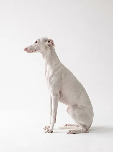 White Greyhound Seated in Profile