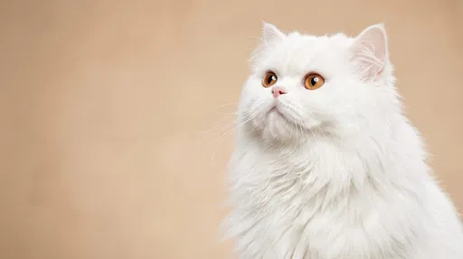 White Persian Cat Studio Portrait