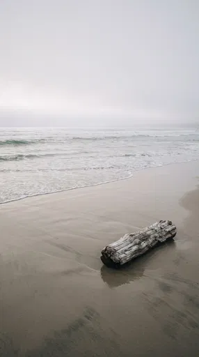 Solitary Driftwood on Foggy Beach