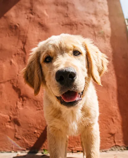 Golden Retriever Puppy Portrait Against Terracotta Wall