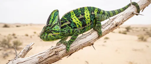 Veiled Chameleon on Dry Desert Branch