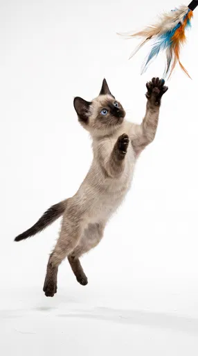 Siamese Kitten Leaping for Feather Toy