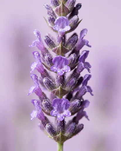 Macro Close-Up of Fresh Lavender Spike