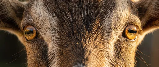 Close-Up of Brown Goat Amber Eyes