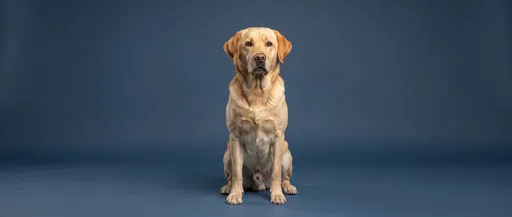 Yellow Labrador Sitting on Blue Backdrop