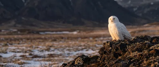 Snowy Owl Perched on Tundra Rock