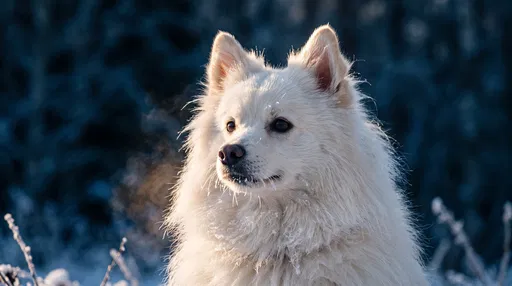 White German Spitz in Winter Light