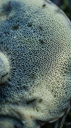 Macro Close-Up of Bolete Mushroom Pores