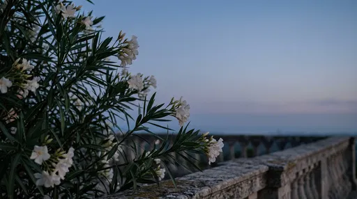 White Oleander Blossoms at Blue Hour