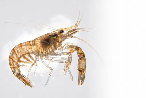 Translucent Snapping Shrimp Macro on White