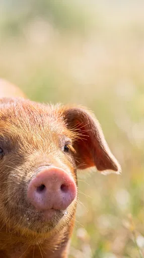 Close-Up of Duroc Piglet in Sunny Meadow