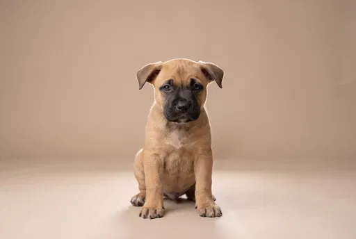 Fawn Puppy Sitting on Beige Studio Backdrop