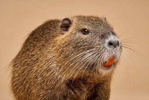 Studio Portrait of a Nutria
