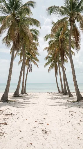 Symmetrical Palm Trees on White Beach