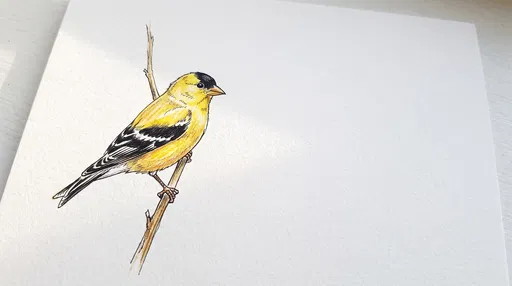 Colored Pencil Drawing of American Goldfinch