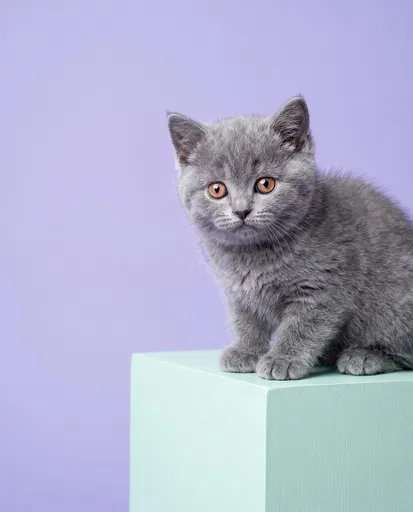 Gray Kitten on Pastel Mint Block