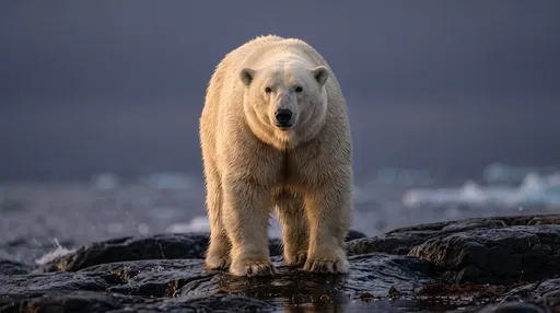 Polar Bear on Arctic Rocks at Twilight