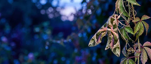 Pandora Sphinx Moth on Dewy Vine