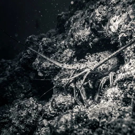 Monochrome Spiny Lobster in Reef Crevice