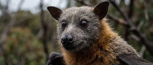 Grey-Headed Flying Fox Portrait