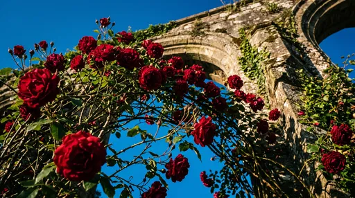 Crimson Roses on Stone Archway