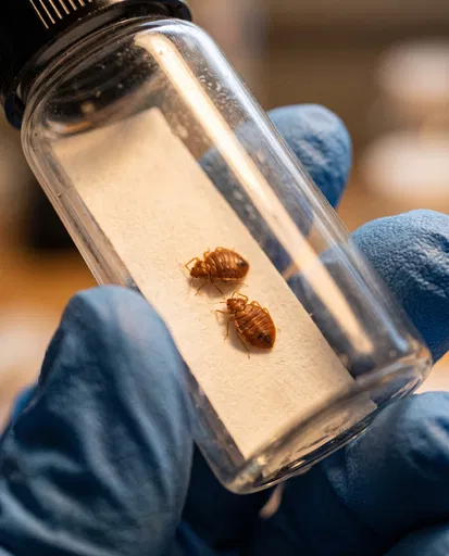 Gloved Hand Holding Vial With Bed Bugs
