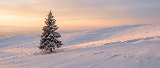 Lone Lit Spruce on Snowy Hillside
